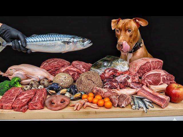 Best Dog ASMR Mukbang Compilation | Satisfying Sounds