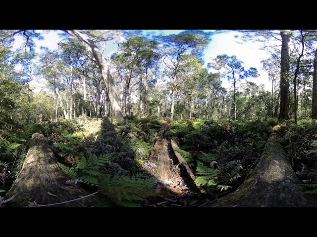 360VR Rainforest natural environment - 360 Video [Royalty Free Stock Footage] $350