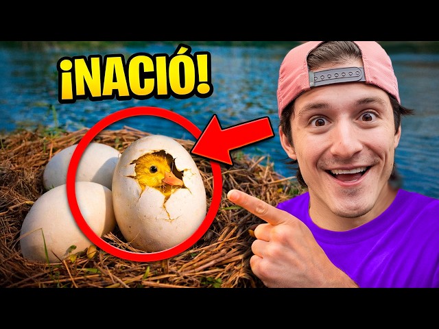 NACIERON LOS HUEVOS DE MIS PATOS !!