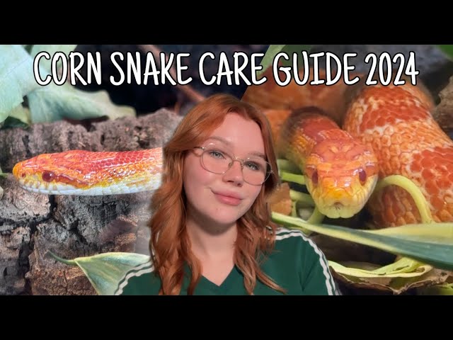 The ULTIMATE Corn Snake Care Guide | 2024