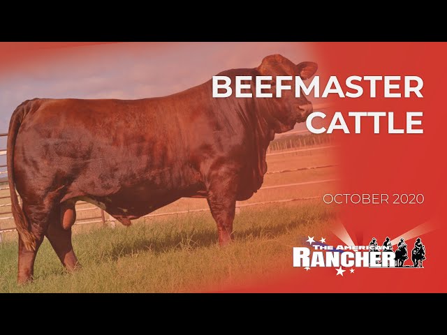 Beefmaster Cattle | The American Rancher | 10-01-20