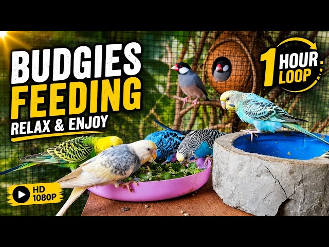 BUDGIES & FRIENDS FEEDING RETREAT! 1 Hour of Relaxing Nature Ambience
