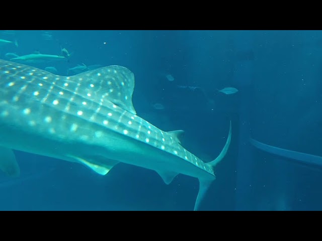 Whale Shark 🦈