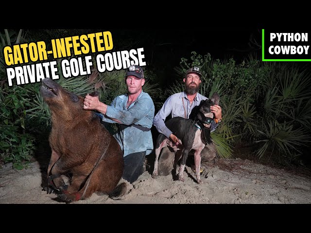 Hog Hunting a Private Florida Golf Course Surrounded by Gators