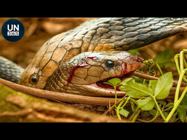 Deadliest Snake Attacks On Earth Ever Caught On Camera!! | Animal Fights