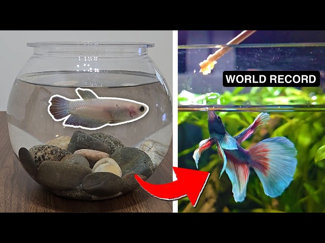 I TRANSFORMED my friend's BETTA FISH