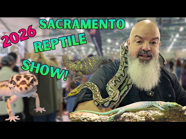 Which Snake Should You Get? 5 Beginner Species vs. 5 That Are Harder