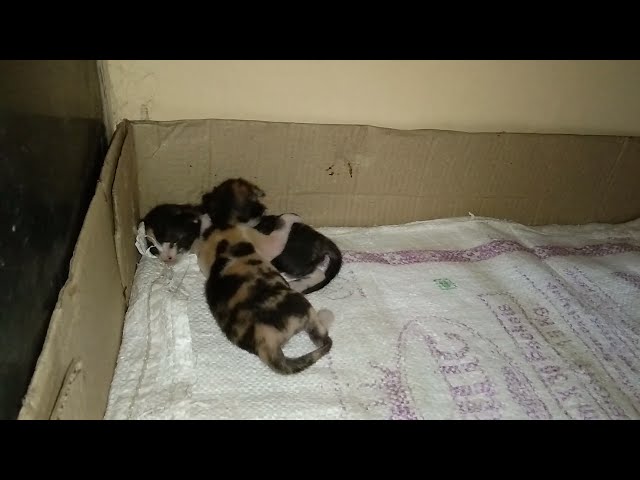tiny kittens sleeping