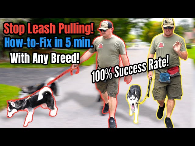 STOP Leash Pulling with ANY BREED Right NOW!