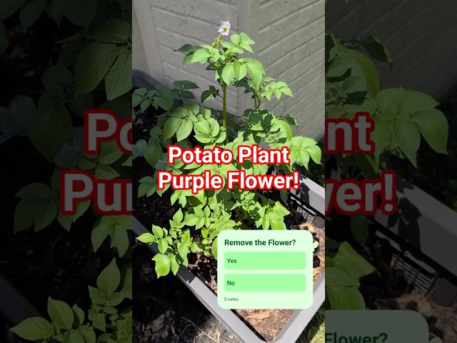 Cut or Leave Potato Flowers? Day 50 Update 🥔 #Gardening #Potatoes #GrowYourOwnFood #UrbanGardening
