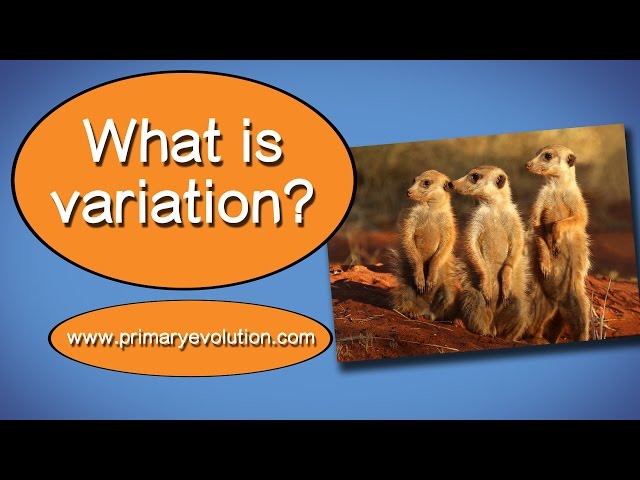 What is Variation?