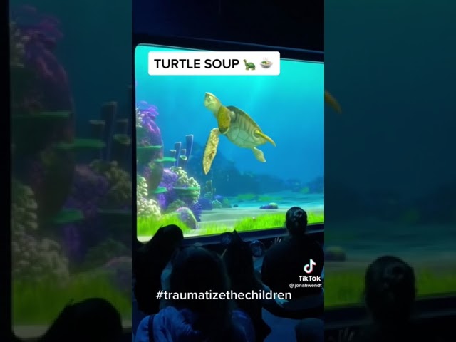 Turtle soup sounds busin 🐢 #shorts
