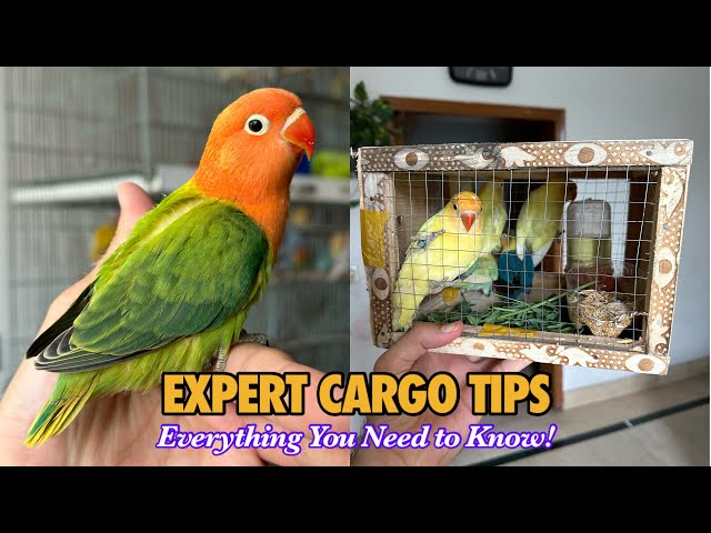 Expert Cargo Tips for Safely Sending Birds to New Destination