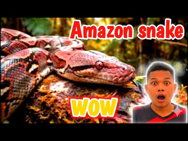 Snake Amazon|wow amazing 🐍🐍