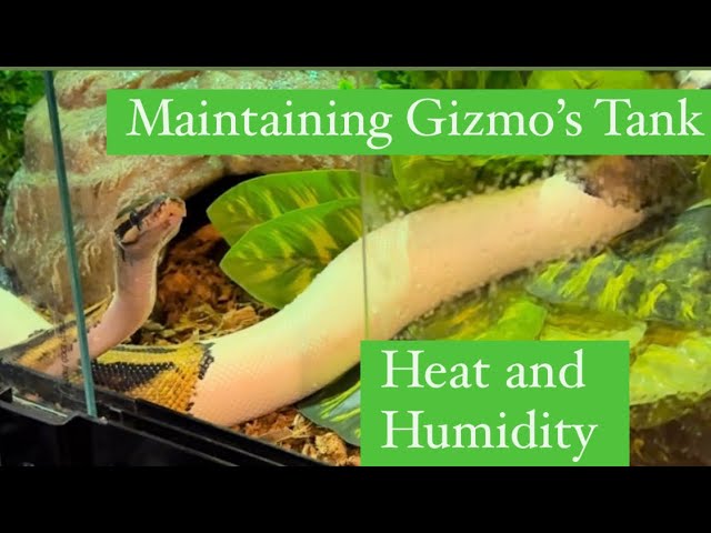 Gizmo’s Daily Heat and Humidity Care #ballpython #enclosure