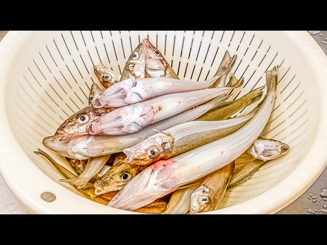Catching Fish Nonstop in Rural Japan | Catch n' Cook