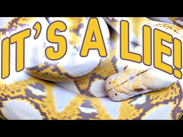 Super Dwarf Morphs Don't Exist!