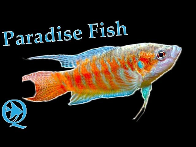 Paradise Fish Care