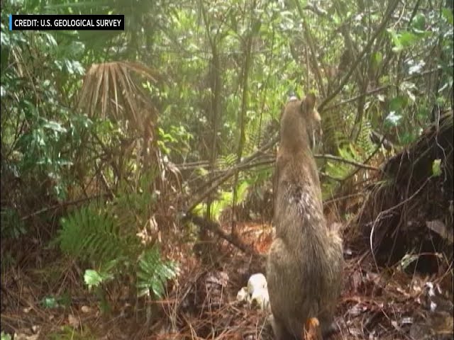 Rare Video Shows Florida Bobcat Fighting Invasive Burmese Python