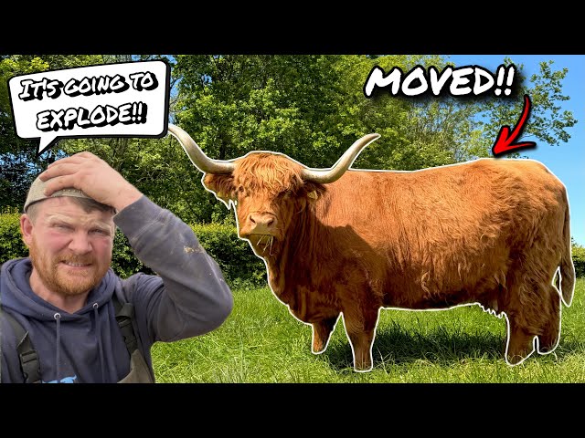 CALF IS BLOWING UP!!... HIGHLAND COWS ARE MOVED ON!!