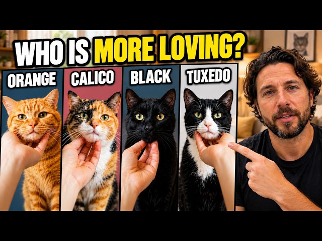 Your Cat’s Color Reveals More Than You Think