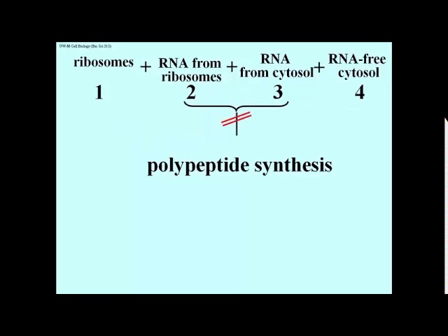 203 Deciphering the First Codon