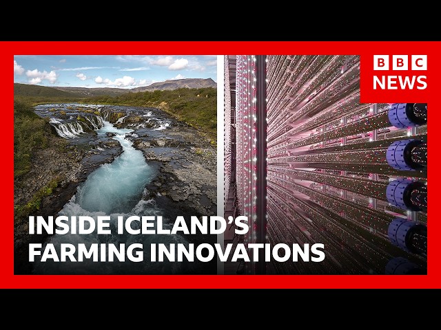 Inside Iceland's farming innovations | BBC News