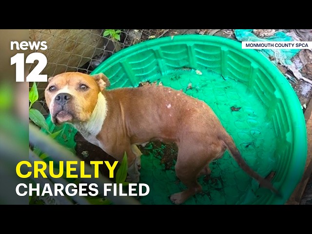 “Deplorable” conditions revealed: 10 animals rescued, dead dog found in trash