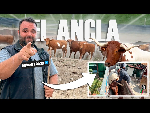 Un día trabajando en la ganadería El Ancla || Como vivir siendo ganadero