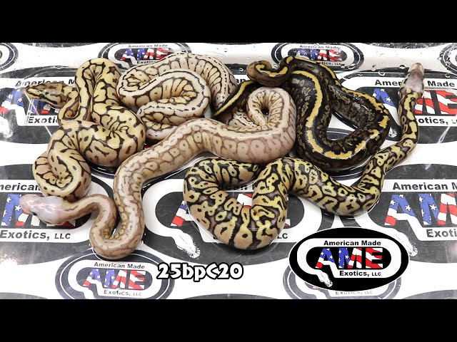 25bpC20 fm Stranger Firefly 50% Pos Het Clown  x m Monsoon Mojave Bumblebee