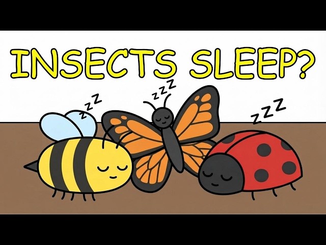 Do Insects Also Sleep?
