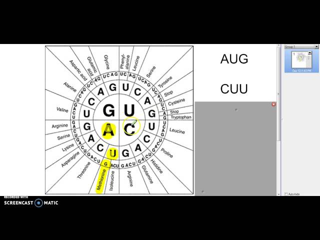 How to use a codon wheel