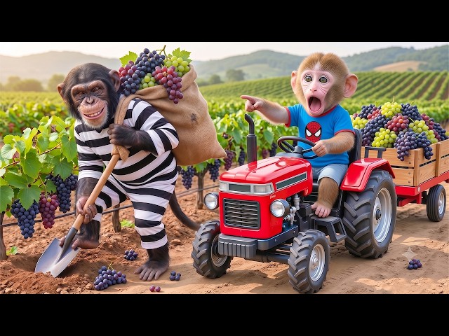 Bebé mono NaNa conduce un tractor JCB para cosechar uvas y atrapa al ladrón en el huerto!