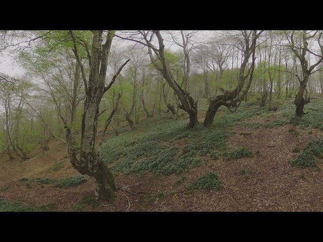 Kandao Obsidian + CableCam in the woods