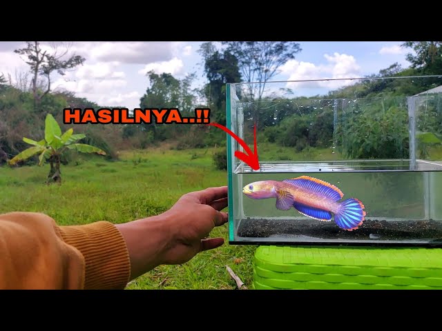 The Safest Way to Fish for Channa Limbata