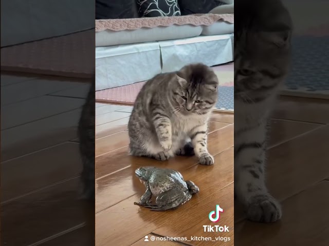 Frog screaming at the cat #shorts #shortsfeed #catlover #frog #funnyanimals #animals