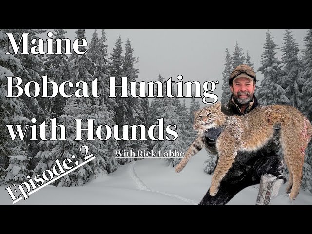 Hunting Bobcats with Rick Labbe, Episode 2: Hounds, Training, Tradition in Maine #hunting #hound
