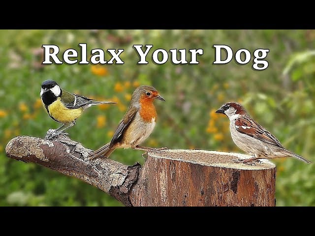 TV for Dogs : Dog Relaxation Videos for Separation Anxiety - Garden Birds and Bird Sounds