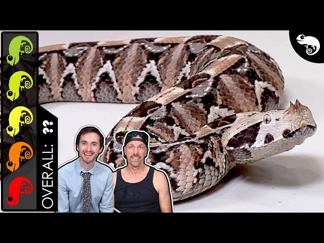 Gaboon Viper, The Best Pet Snake?
