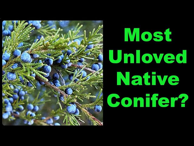 Eastern Redcedar Facts That Will Surprise You!