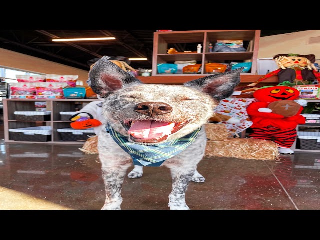 Fabulous posts from r/rarepuppers | Mario movie