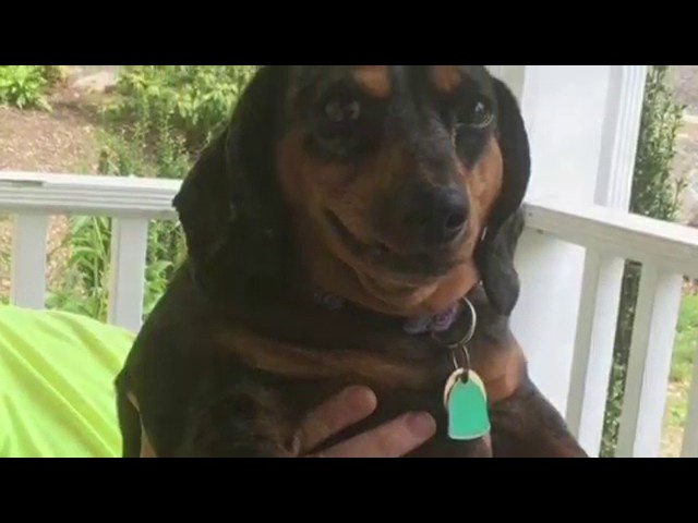 Rare puppers: Remastered