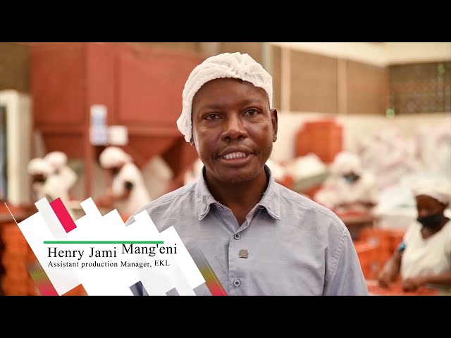 Chilli farming & production in Kilifi county