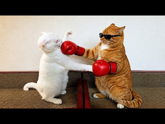 DRAMATIC Cats Being Goofy for No Reason 🤣 TOP Funny Cats Video