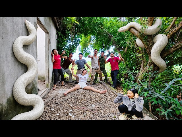 Brave Experts Rescue Girl from Ferocious Giant White Python in Abandoned House