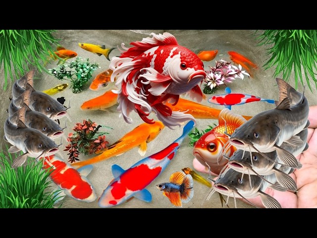 Unboxing Ornamental Fish, Betta Fish, Koi Fish, Guppy Fish, Glofish Fish, Albino Catfish