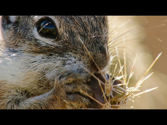 Squirrels in the Wild | Animal Documentary