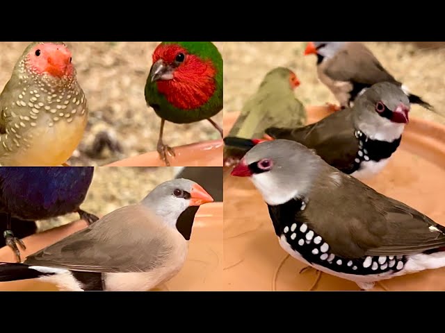 Finches | Aviary Birds | Indoor Finch Aviary | 4K