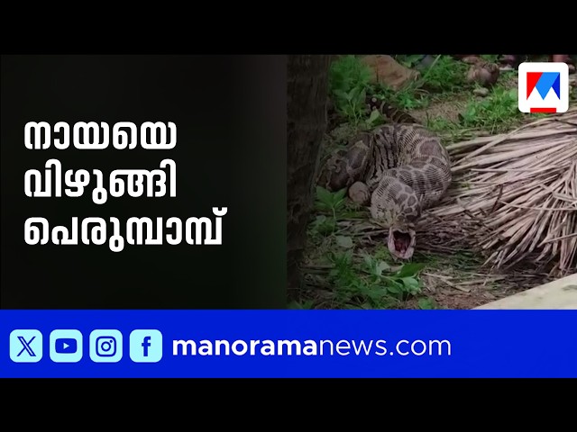 Giant python swallows pet dog; locals capture and release it into the wild | Python | Snake