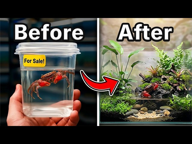 I Got a Pet Crab